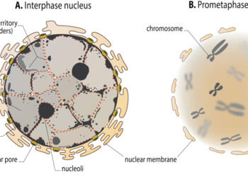 euchromatin and heterochromatin difference