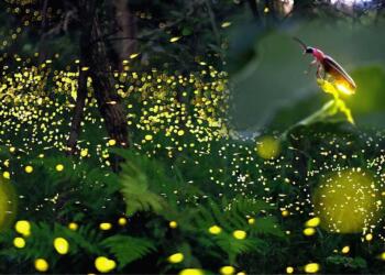 fireflies