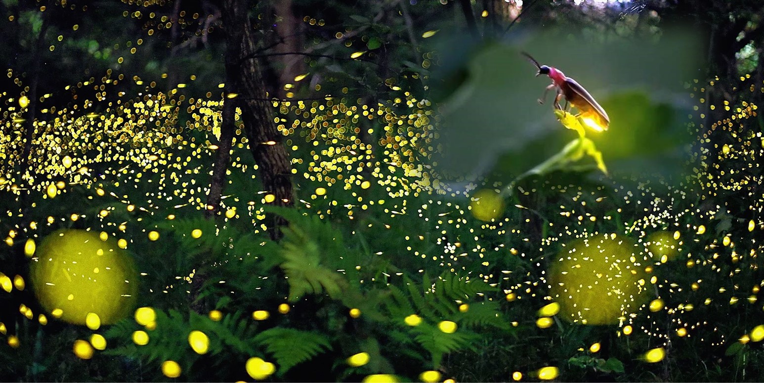 The vanishing fireflies Understanding Its endangered status