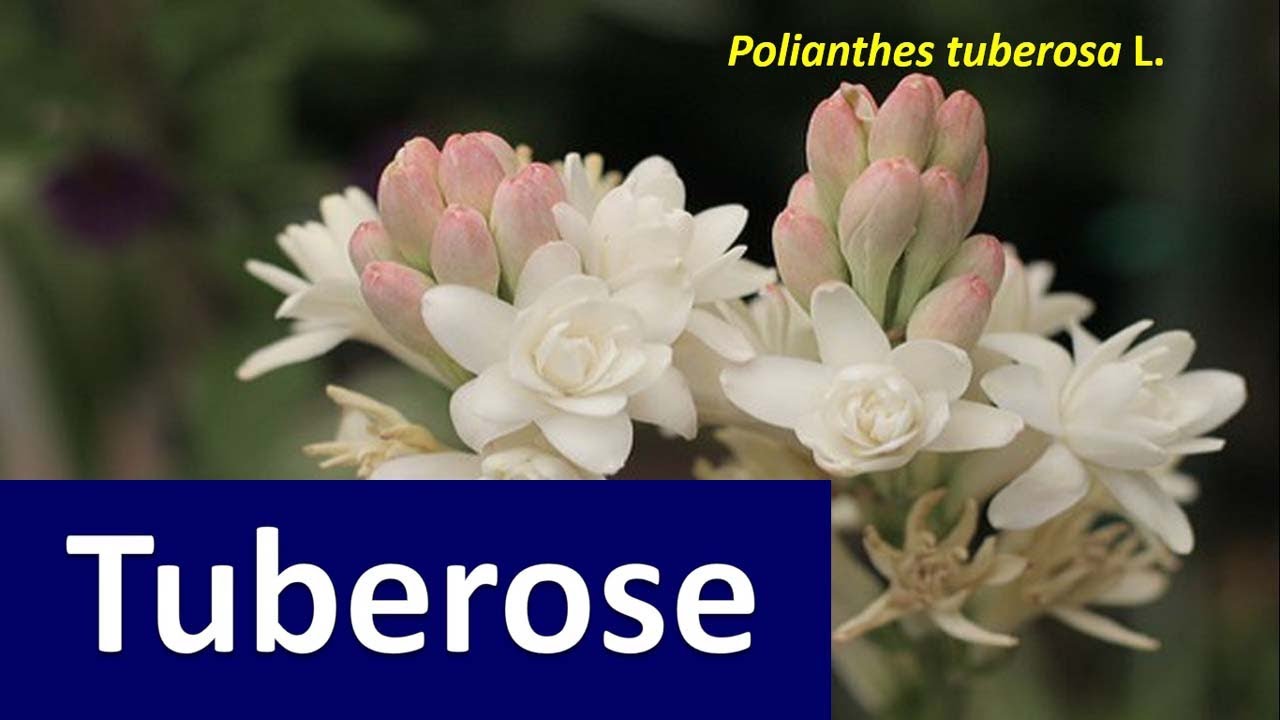 Tuberose flower 