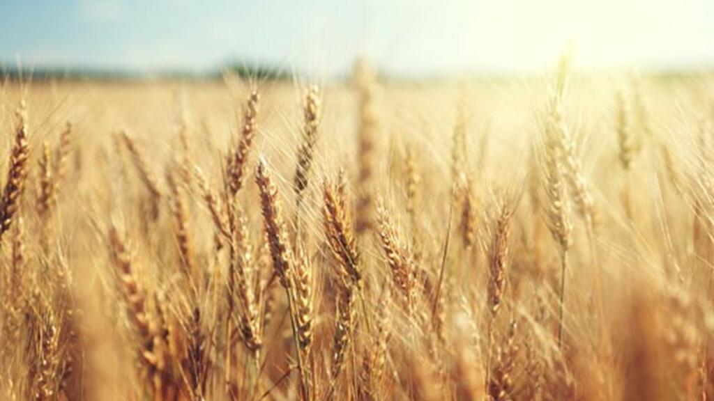 Wheat India