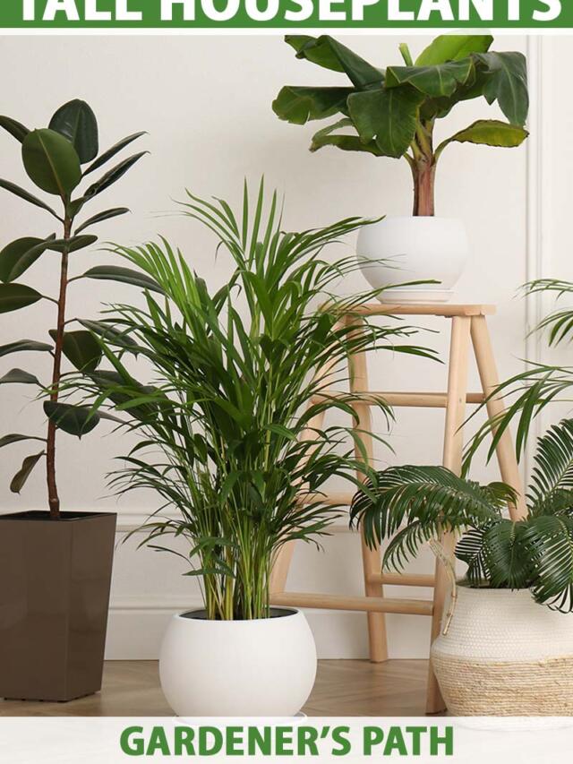 These are 10 Super Benefits of Keeping plants at HOME