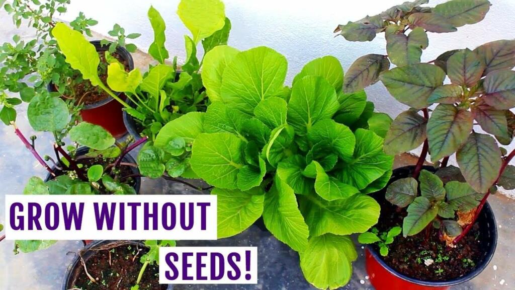 plants that grow without seeds