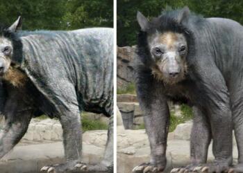 10 strangest animals in the world