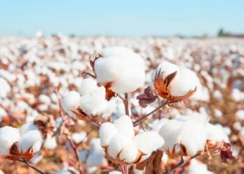 When foreigners saw Indian cotton for the first time, they couldn’t believe their eyes