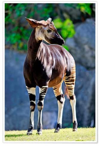 Okapi