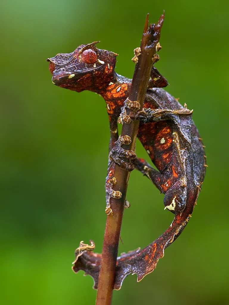 Satanic leaf tailed gecko-compressed