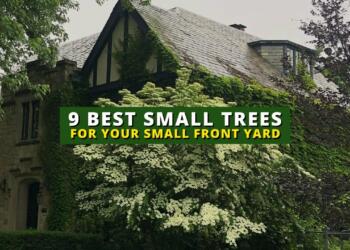 best trees for home garden