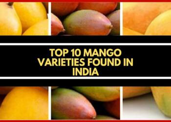 TOP 10 Popular Mango varieties one must try this summer