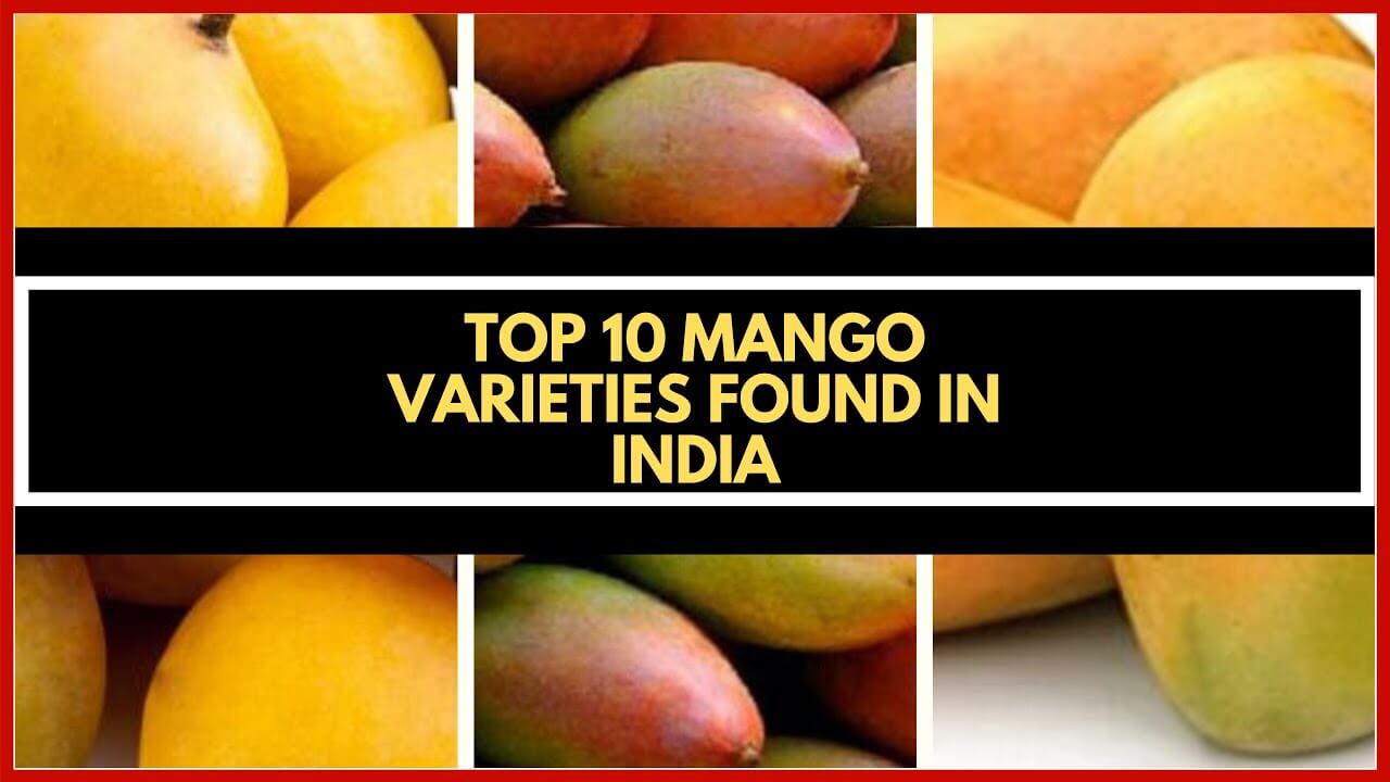 TOP 10 Popular Mango varieties one must try this summer