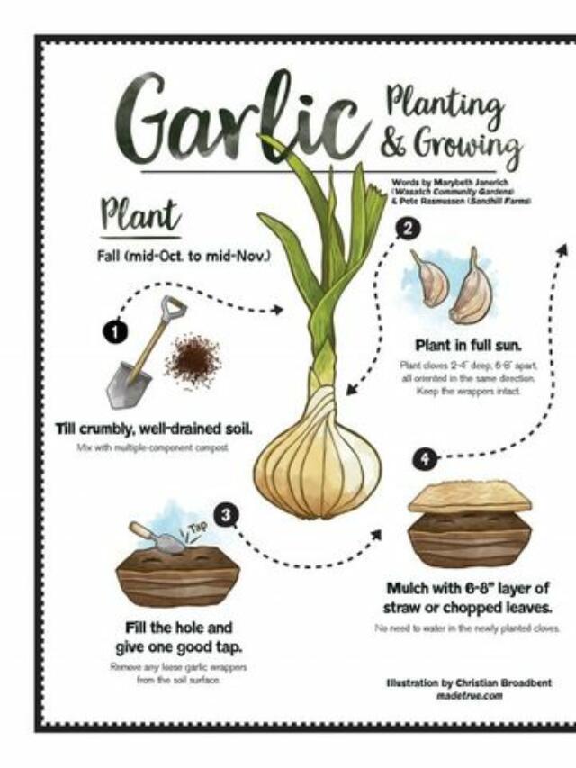 Superfood for Humans Top 10 Benefits of Garlic