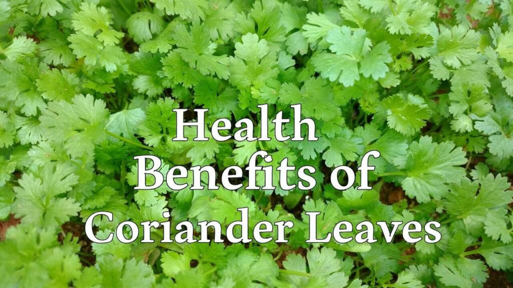 10 Health Benefits of Coriander Leaves poster