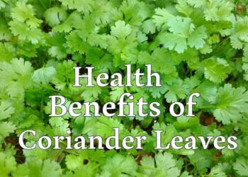 10 Health Benefits of Coriander Leaves poster