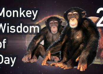 Monkey quotes