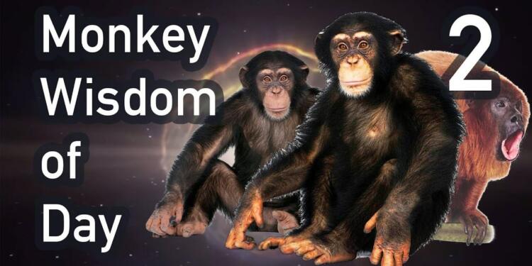 Monkey quotes
