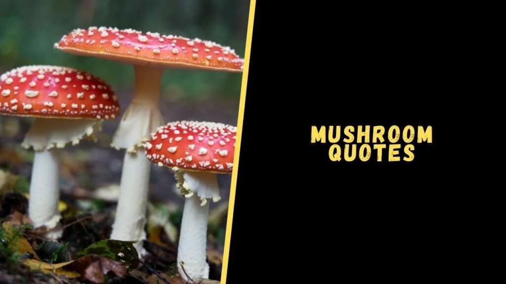 Mushroom quotes