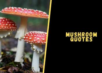 Mushroom quotes
