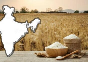 Arwa, Usna, Parimal, and other Rice Varieties that are dying very fast