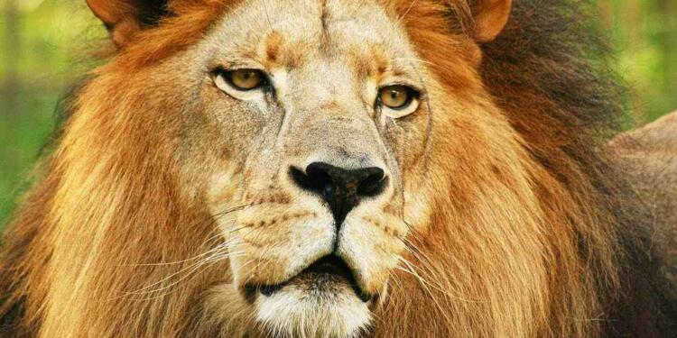 Lion Quote