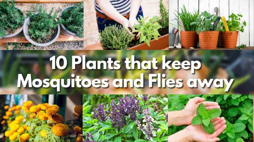 9 Plants That Keep Mosquitoes Away from Your Home