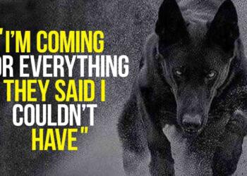 Chase Your Dreams Quotes