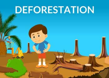 Deforestation Quotes