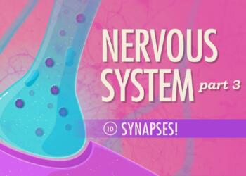 The Gap Between Two Neurons Is Called