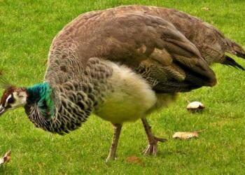 Peacock Feminine Gender