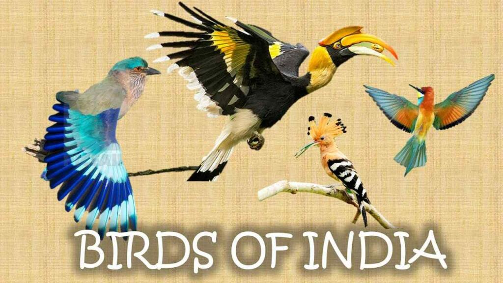 8 Most Unique Birds in the Indian Subcontinent