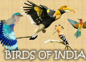 8 Most Unique Birds in the Indian Subcontinent