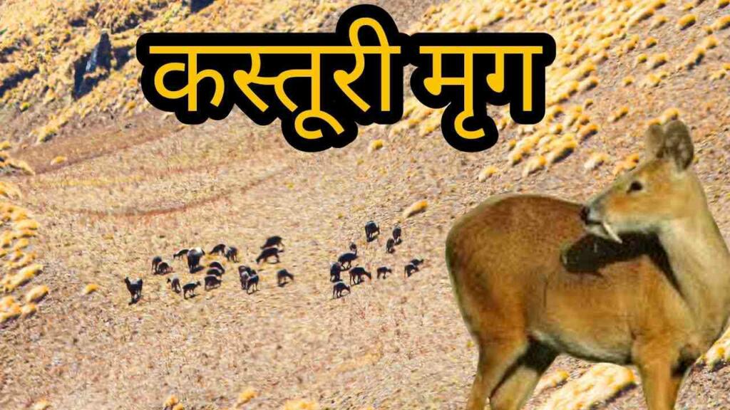 Uttarakhand State Animal
