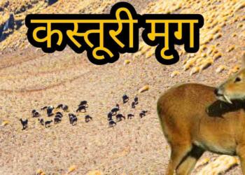 Uttarakhand State Animal