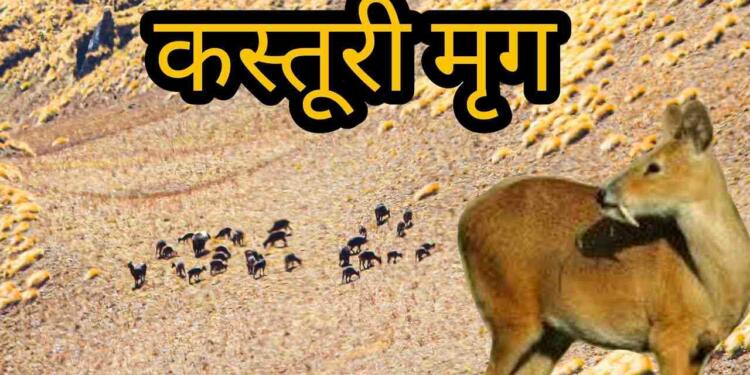 Uttarakhand State Animal
