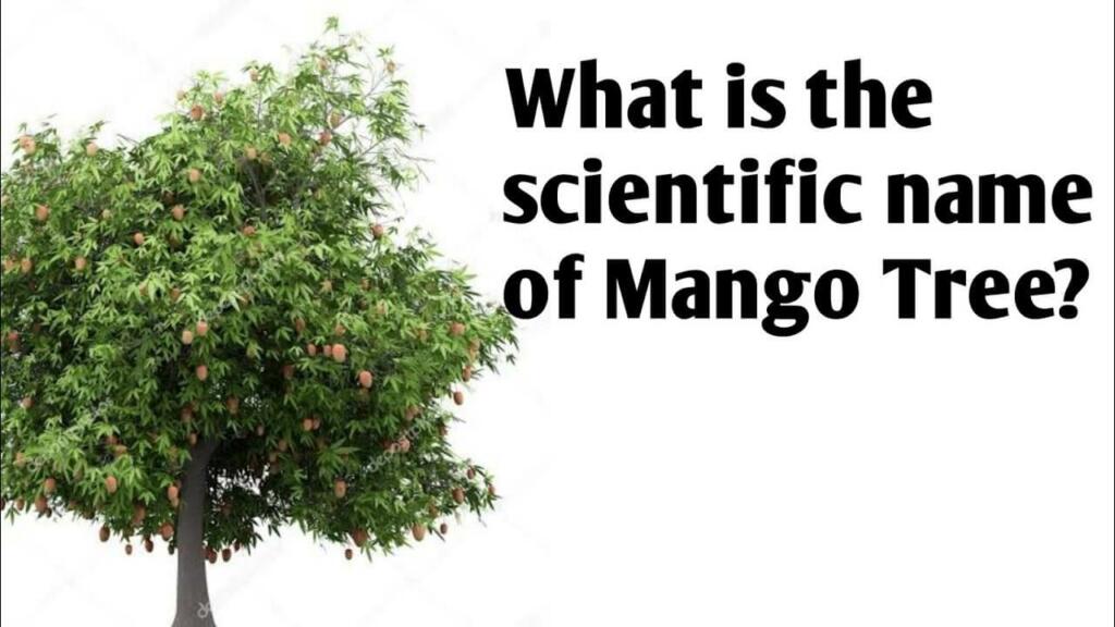 What Is the Scientific Name of Mango