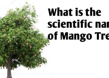What Is the Scientific Name of Mango