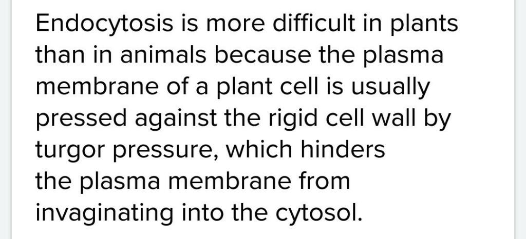 Why Is Endocytosis Found in Animals Only