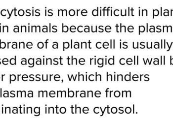 Why Is Endocytosis Found in Animals Only