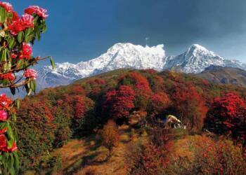 medicine, himalayas, nature, environment