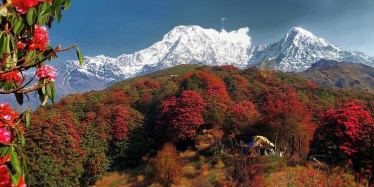 medicine, himalayas, nature, environment