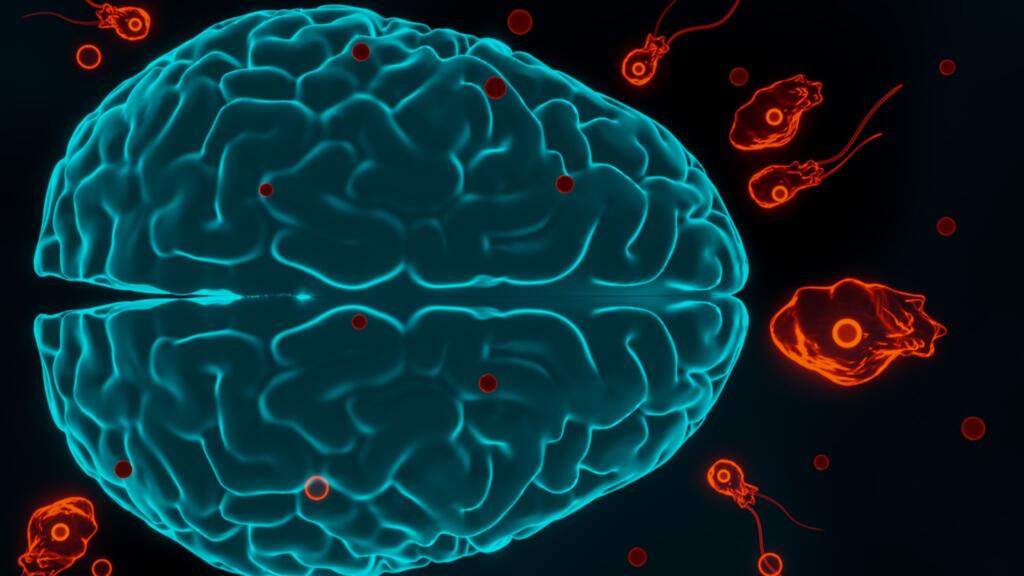 Amoeba, Brain eating amoeba, Health, Trending, Disease