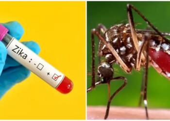 Zika, Zika Virus, Trending, Infection, Viral Infection, Trending, Zika Virus Cases, Zika Virus Symptoms
