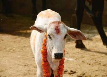 In a historic decision, Maharashtra government declares Gau Mata as Rajya Mata