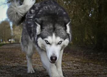 Wolves on the Prowl: How Urban Expansion is Disrupting Wildlife