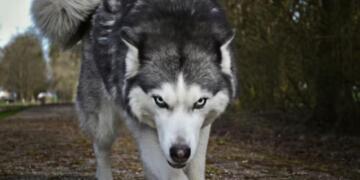 Wolves on the Prowl: How Urban Expansion is Disrupting Wildlife