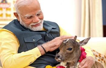 Ahead of the election campaign, PM Modi posts about a young calf born at the official residence