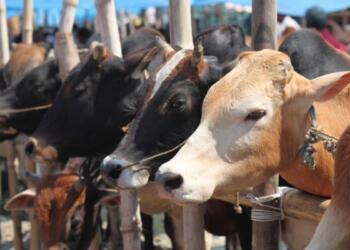 Cow Slaughter