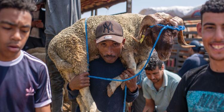 Morocco King Urges Moroccans to Refrain from Eid Sacrifice