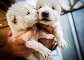 This undated photo provided by Colossal Biosciences shows two pups that were genetically engineered with similarities to the extinct dire wolf. (Photo: AP)