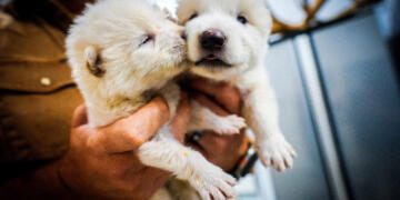 This undated photo provided by Colossal Biosciences shows two pups that were genetically engineered with similarities to the extinct dire wolf. (Photo: AP)