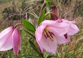 Shirui Lily Festival